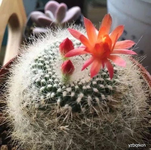 泥炭土养花缺点