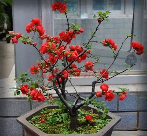 家里养花一般