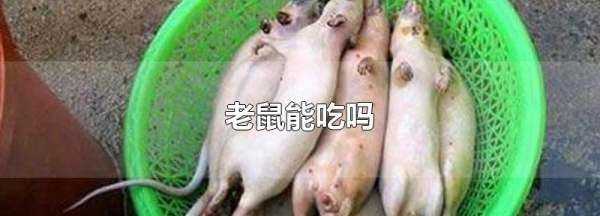 老鼠可以吃不,老鼠能吃吗图1
