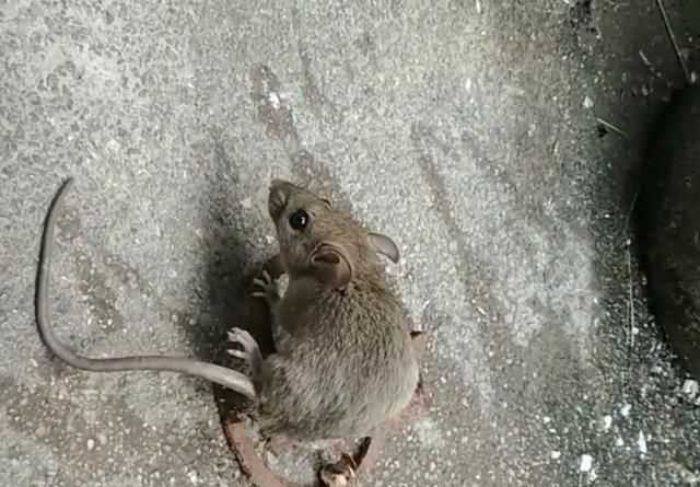 老鼠能吃吗