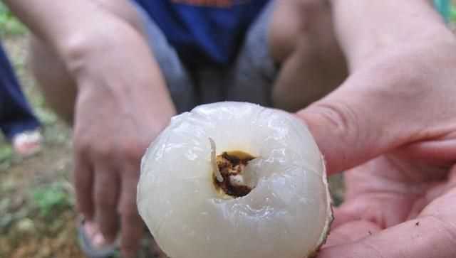 吃了荔枝虫子有害吗