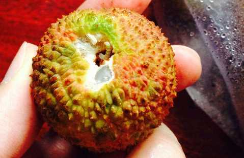 吃了荔枝里的虫子怎么办,荔枝里的虫子吃到肚子里怎么办图5