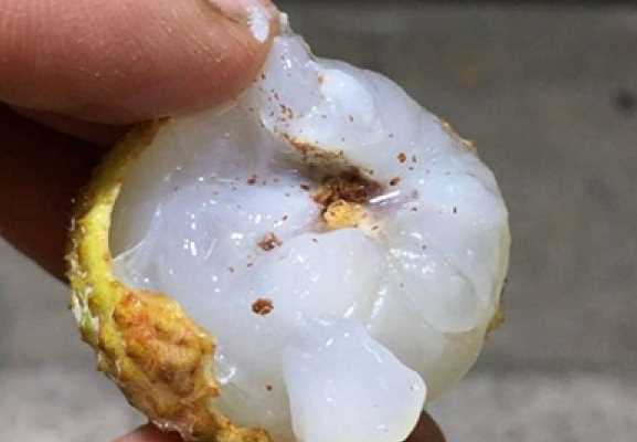 吃了荔枝里的虫子怎么办,荔枝里的虫子吃到肚子里怎么办图6