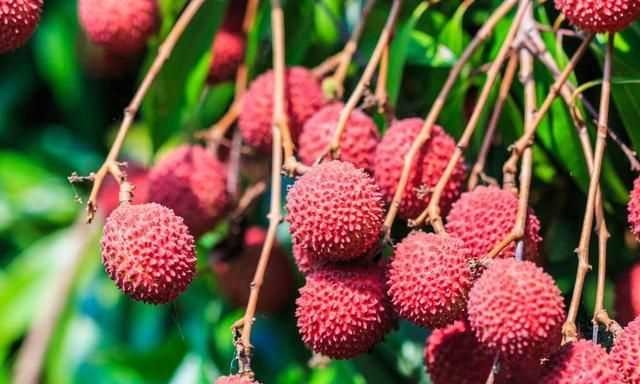 荔枝什么季节成熟 关于荔枝什么季节成熟的句子