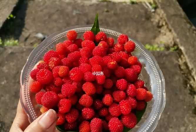 凡使用覆盆子用酒蒸一宿以水淘两遍