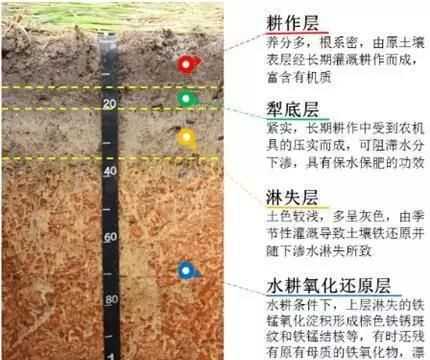 热带雨林土壤不肥沃的原因