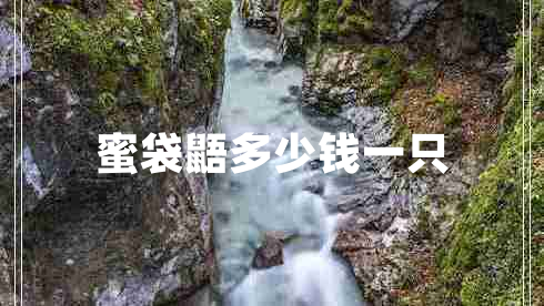 蜜袋鼯多少钱一只