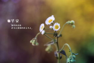 正能量早安的英语句子说说心情短语