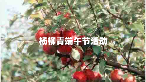 杨柳青端午节活动