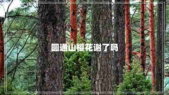 圆通山樱花谢了吗