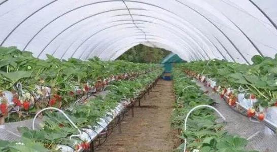 草莓什么时候种植最好
