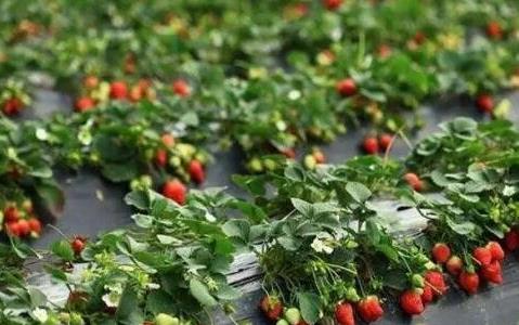 草莓什么时候种植最好
