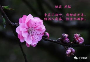 白居易《大林寺桃花》人间四月芳菲尽 山寺桃花始盛开.