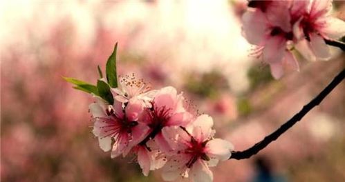 桃花千古诗句