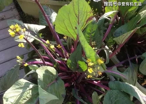 关于赞美蔬菜的诗句