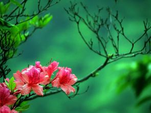 关于杜鹃花美好的诗句