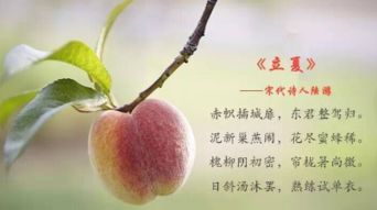 立夏的诗句古诗注解