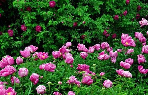 诗句,花草,还有哪些