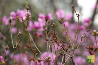 杜鹃花,诗句,美好