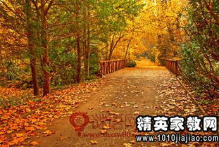 形容落叶的句子唯美诗句,形容冬天落叶的句子唯美的诗句,形容秋天落叶的诗句