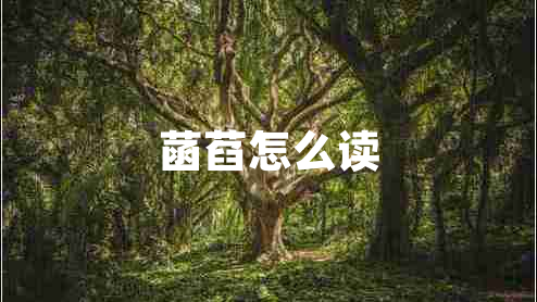 菡萏怎么读