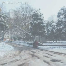 美丽校园雪景作文