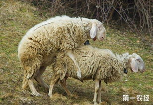 母羊配种前后的注意事项