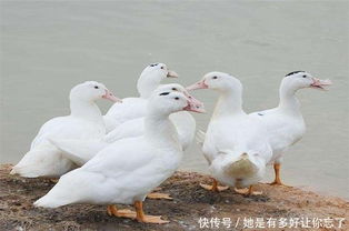 圈养,注意事项