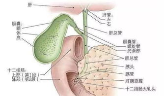 胆结石,注意事项,女人