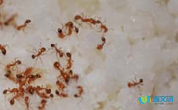 初中作文日记随笔:蚂蚁