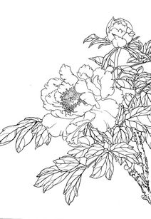 线描花卉基础知识