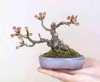 不宜室内养花