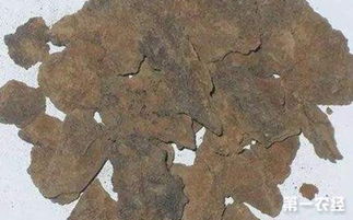 榨油后的芝麻饼养花