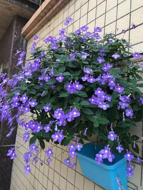 水养花如何除虫