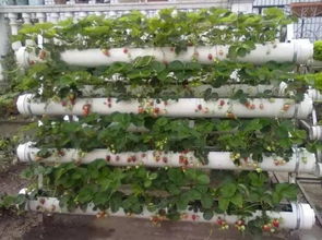 pvc管种菜养花
