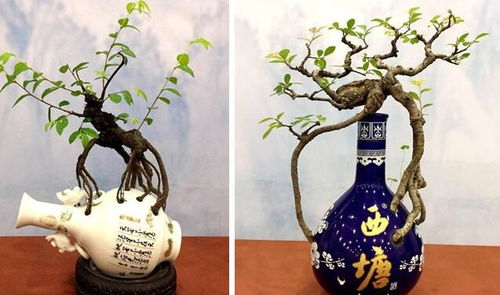 转头可以养花吗