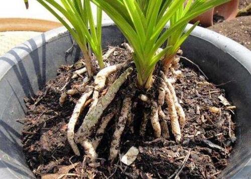 养花时有小虫怎样处理小虫