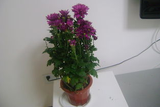 养花趣事灯笼花