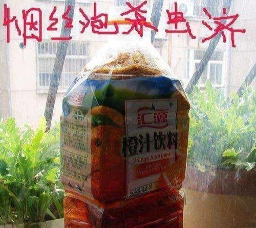 家中养花草有小飞蝇怎么办