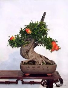 家庭养花排行榜