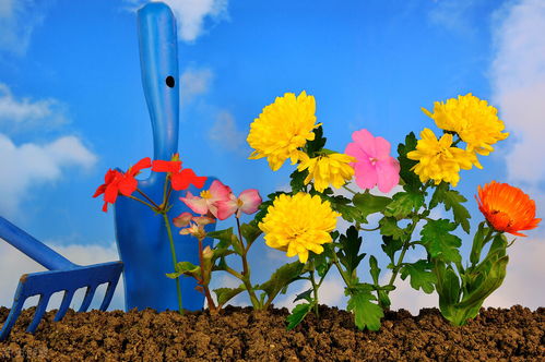 写一篇养花总结