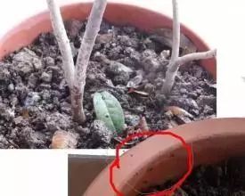 养花的土里有很小白色虫子