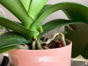 什么地方有养花的水苔