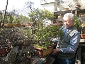 木灰能养花吗