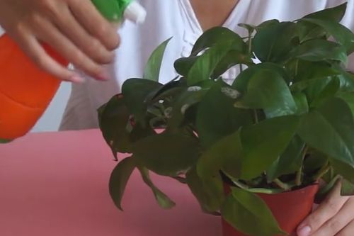 养花长小白虫子怎么办