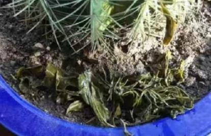 茶水是不是养花的