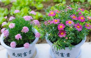 用银杏叶当肥养花