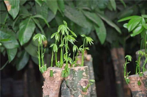 养花养植物可以用复合肥么