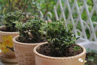 主养花鲢怎样施肥