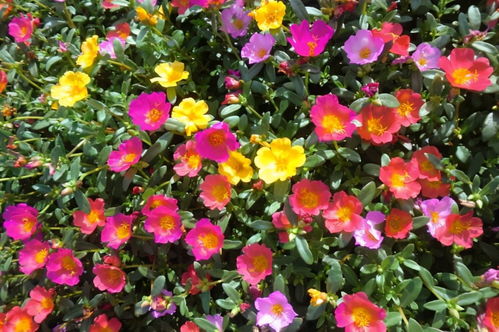 养花中学会了哪些养花方法